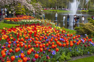 KEUKENHOF, LISSE, NETHERLANDS: 20 Nisan 2025; Turistler Keukenhof parkında yürüyor ve renkli çiçeklerin tadını çıkarıyorlar.