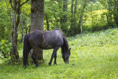 Dachstein bölgesinin Avusturya Alplerinde at (Avusturya 'da Styria)