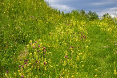 Avusturya 'nın Dachstein Bölgesindeki Meadow.
