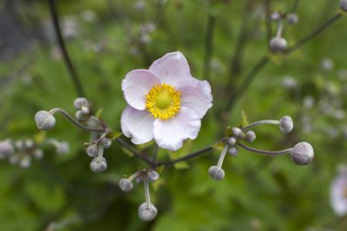 Anemone hupehensis. Genellikle Çin şakayığı ya da Japon şakayığı, yüksük otu ya da yel çiçeği olarak bilinir.