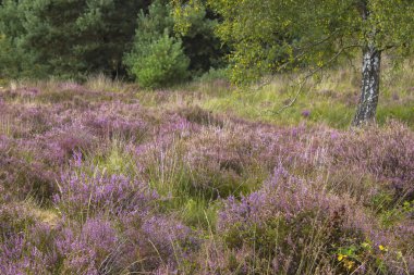 Hollanda 'daki Maasduinen Ulusal Parkı' nda Heathland