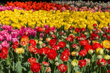 Hollanda, Keuhenhof 'da lale çiçekleri