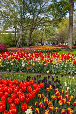 Hollanda 'nın Keuhenhof şehrinde bahar çiçekleri