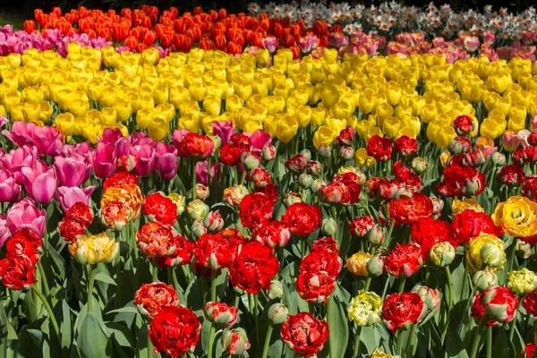 Hollanda, Keuhenhof 'da lale çiçekleri