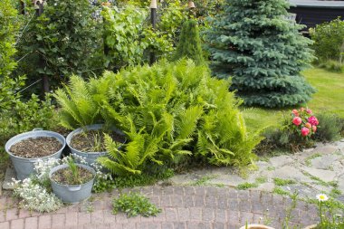Kırsal bahçe - eğreltiotu ve teneke küvette bitkiler