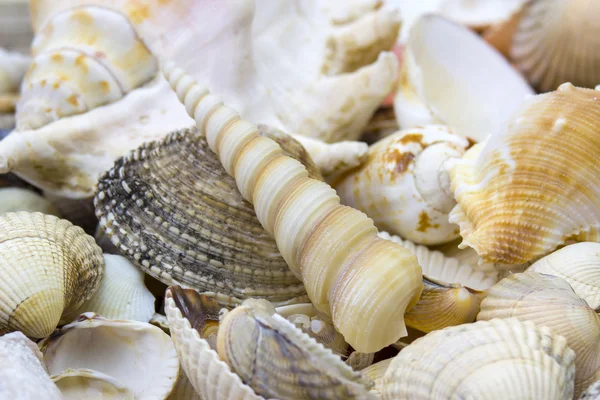 Primer plano de las conchas marinas - fondo — Foto de Stock