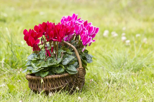 Cyclamen persicum σε καλάθι — Φωτογραφία Αρχείου