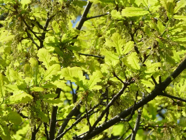 yeni meşe yaprağı