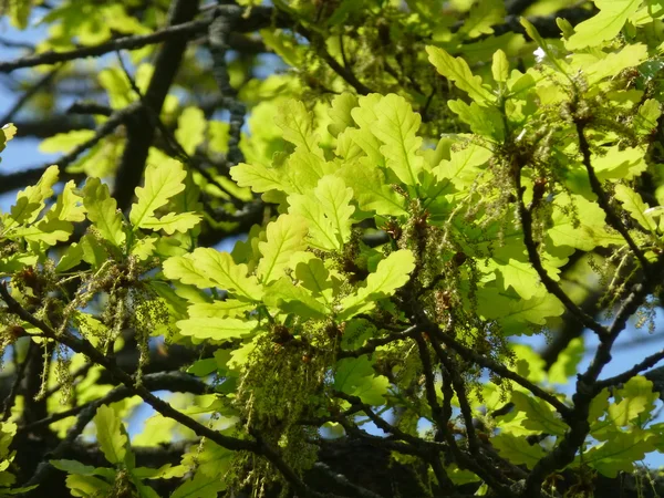 yeni meşe yaprağı