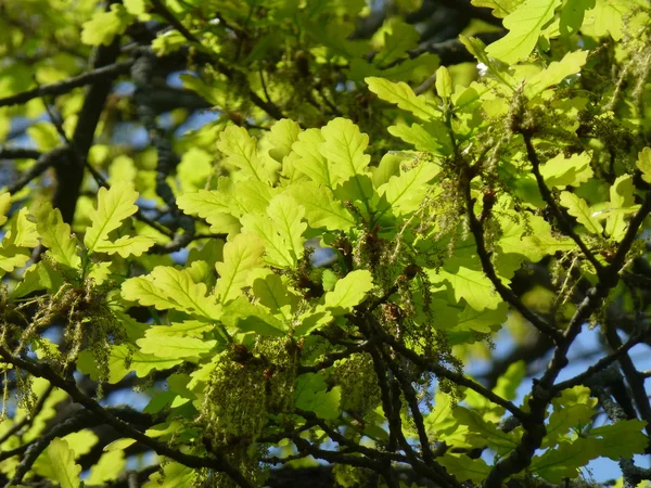 yeni meşe yaprağı