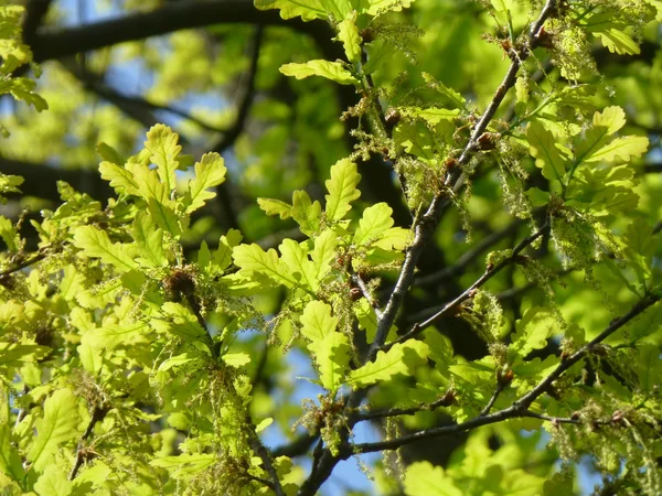 yeni meşe yaprağı