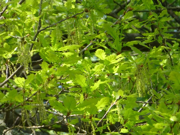 yeni meşe yaprağı