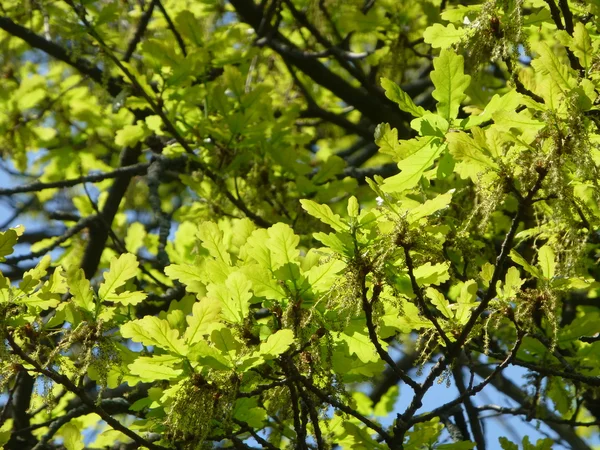 yeni meşe yaprağı