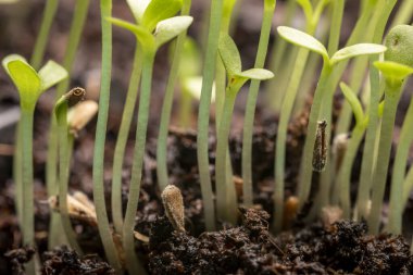 Taze çekirdek filizleri yakın plan. Tohum yetiştiren bitkiler..