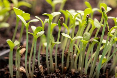 Taze çekirdek filizleri yakın plan. Tohum yetiştiren bitkiler..