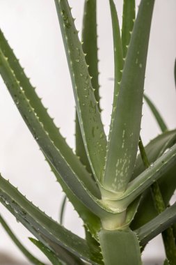 Aloevera bitkisi, doğal organik yenileme kozmetikleri, alternatif tıp. Aloe Vera yaprağı yakın plan.