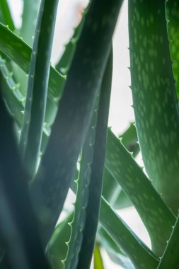 Aloevera bitkisi, doğal organik yenileme kozmetikleri, alternatif tıp. Aloe Vera yaprağı yakın plan.