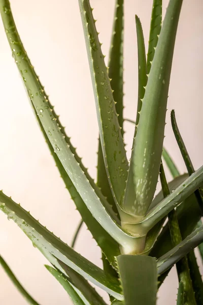 Roślina Aloevera Naturalne Organiczne Kosmetyki Odnawiające Medycyna Alternatywna Aloe Vera — Zdjęcie stockowe