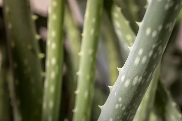 Aloevera Planta Cosméticos Renovação Orgânica Natural Medicina Alternativa Folha Aloe — Fotografia de Stock