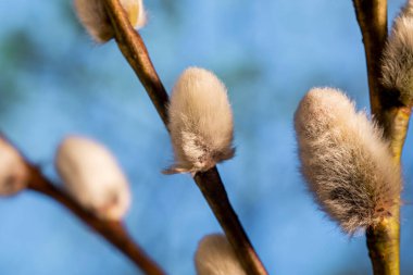 Buds of pussy willow on branch in the early spring. Spring sign.