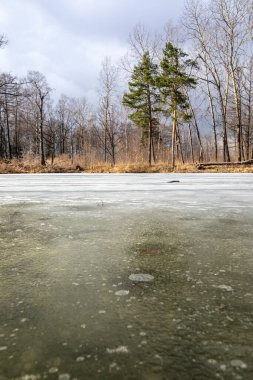 Çıplak ağaçlar ve donmuş bir göl olan orman manzarası. Baharın başlarında.