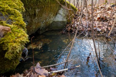 Bir orman deresinin eski beton drenajı. Baharın başlarında.
