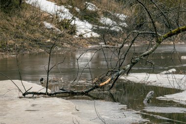Nehrin buz kütleli ormanlık arazisi. Nehirdeki bir ağacın dalına.
