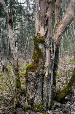 Ormanda neredeyse hiç ağaç kabuğu olmayan yaşlı bir ağaç. Ölü ağaç.