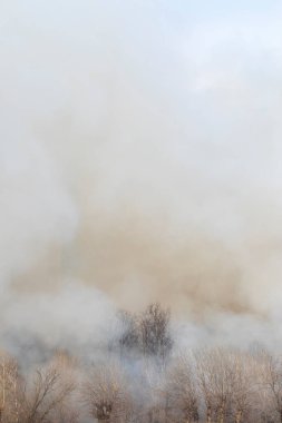 Ormandaki bir yangından çıkan dumanlar. Ateşin dumanında çıplak ağaçlar.