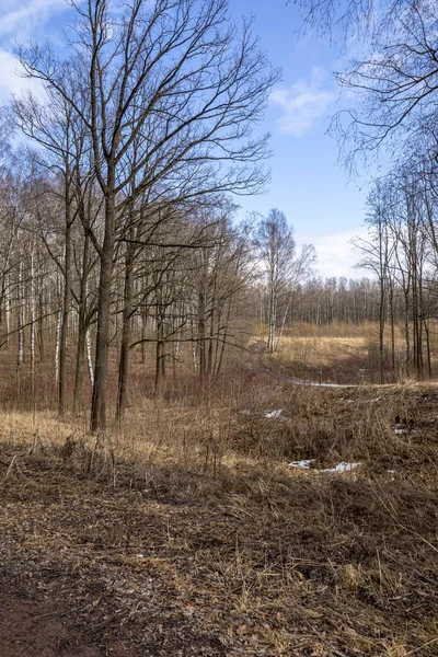 Krajobraz Leśny Zimie Gołymi Drzewami Ziemią Uschniętą Trawą Liśćmi — Zdjęcie stockowe