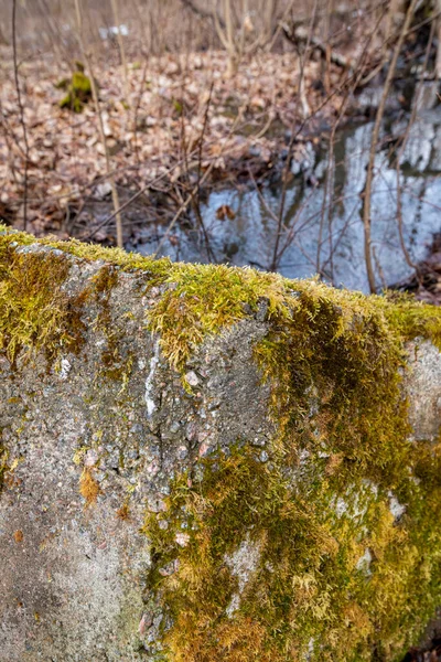 Stary Betonowy Odpływ Leśnego Strumienia Wczesna Wiosna — Zdjęcie stockowe