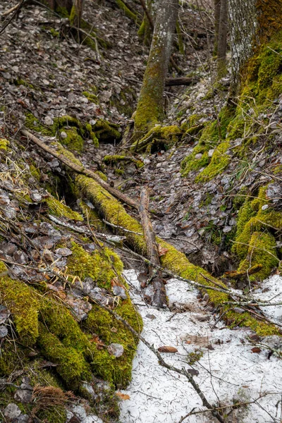 Wiosenny Las Gołymi Drzewami Pozostałościami Śniegu Drzewa Pokryte Mchem — Zdjęcie stockowe