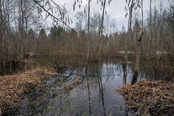 Bosque Húmedo Primavera Con Árboles Hierba Agua Elevación Del Nivel — Foto de Stock
