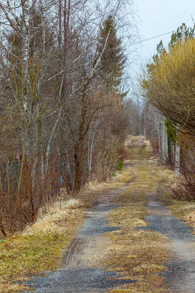 Camino Campo Con Árboles Desnudos Los Lados Primavera Interior —  Fotos de Stock