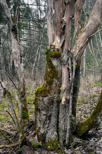 Старе Дерево Кори Лісі Мертве Дерево — стокове фото