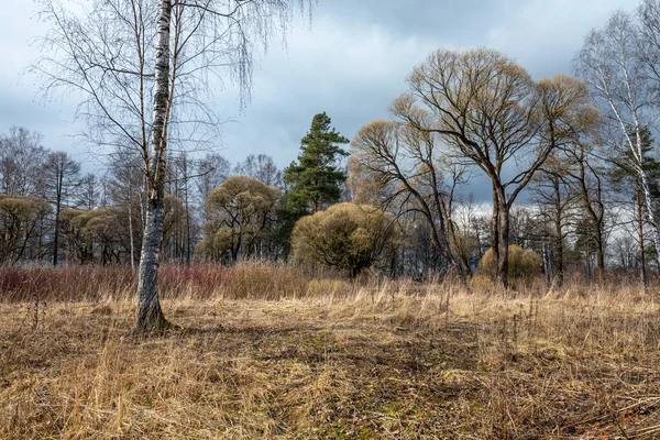枯れた草や葉を持つ裸の木や土地で冬の後の森林景観 — ストック写真