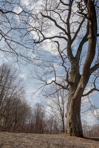 Gołe Gałęzie Dębu Polu Wczesna Wiosna — Zdjęcie stockowe
