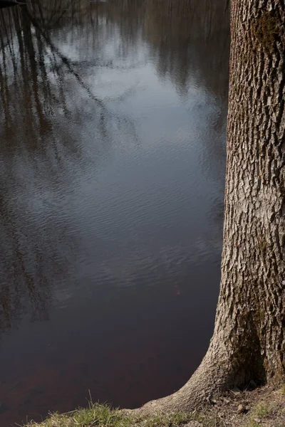 Oak Wrinkled Bark River Bank Reflections Trees Water — 스톡 사진