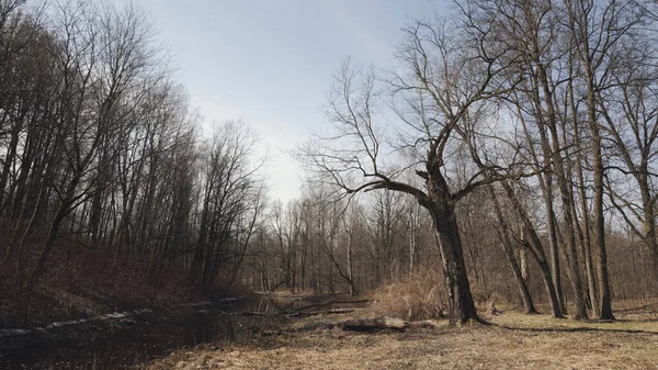 Stary Dąb Złamanymi Gałęziami Lesie Mieszanym Wczesna Wiosna — Zdjęcie stockowe