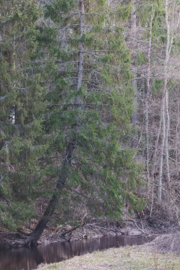 Orman nehrinin kıyısında büyük bir ladin. Ormanı ve tarlayı ayıran bir nehir..