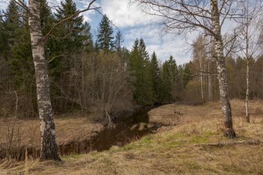 Ormanın kenarında kunduzlar tarafından kemirilmiş huş ağacı. Ormanı ve tarlayı ayıran bir nehir..