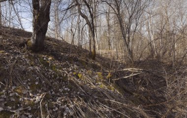 Çıplak ağaçlar karışık orman ve geçen yılın sarı otları. Karışık bir ormanda ilkbahar başları.