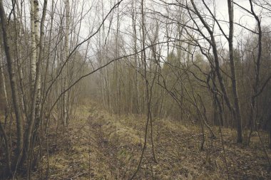 Çıplak ağaçlar karışık orman ve geçen yılın sarı otları. Karışık bir ormanda ilkbahar başları.