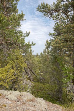Kozalaklı bir ormanın dikey çerçevesi. Ladoga Gölü kıyılarında doğa.