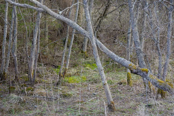 Wycięte Wietrze Drzewo Pokryte Mchem Lesie Mieszanym Drzewa Liściaste Wczesną — Zdjęcie stockowe