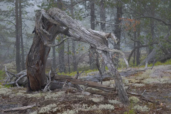 Mgła Lesie Iglastym Pozostałości Martwego Drzewa Natura Brzegu Jeziora Ladoga — Zdjęcie stockowe