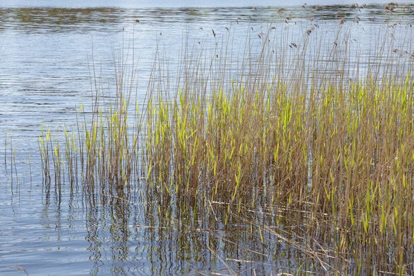 Calm water on a lake. Common reed in a water. Nature on the shores of Lake Ladoga.