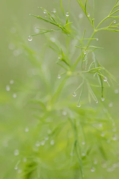 Fresh Dill Close Small Dew Drops Green Spice — Stock Photo, Image