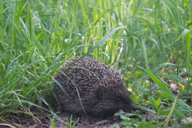 Bir kirpi yaz bahçesinde çimlerin üzerinde yürüyor