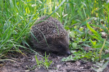 Bir kirpi yaz bahçesinde çimlerin üzerinde yürüyor